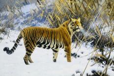Tiger in a Winter Landscape, 1912 (Oil on Canvas)-Hugo Ungewitter-Giclee Print