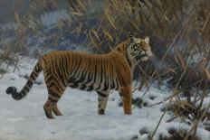 Tiger in a Winter Landscape, 1912 (Oil on Canvas)-Hugo Ungewitter-Premier Image Canvas