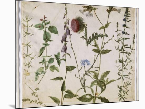 Huit études de fleurs des champs-Albrecht Dürer-Mounted Giclee Print