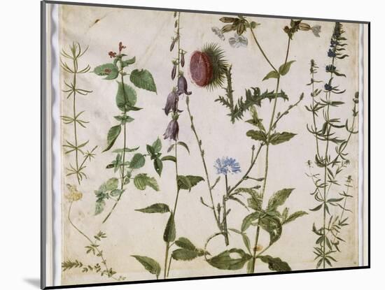 Huit études de fleurs des champs-Albrecht Dürer-Mounted Premium Giclee Print