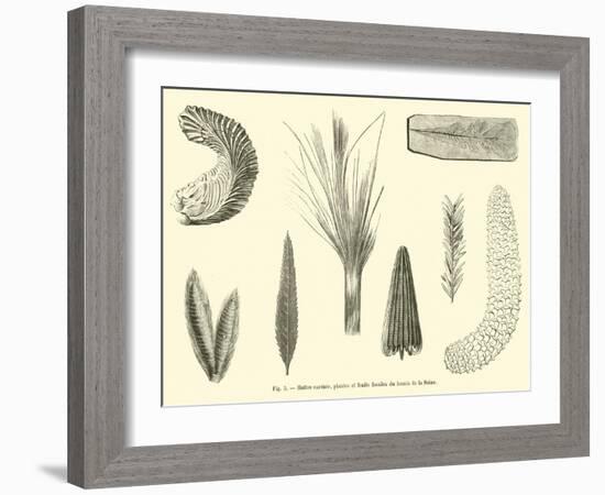 Huitre Carenee, Plantes Et Fruits Fossiles Du Bassin De La Seine-null-Framed Giclee Print