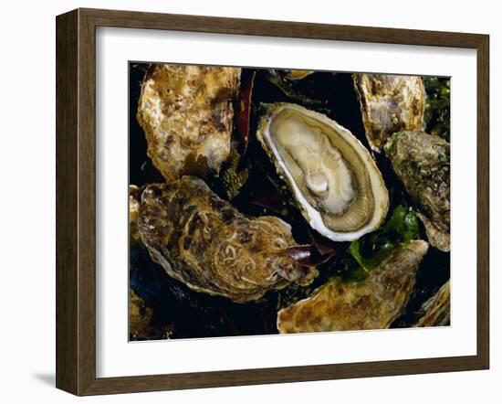 Huitres Fines De Claires (Oysters), Ile De Re, Charente Maritime, France, Europe-J P De Manne-Framed Photographic Print