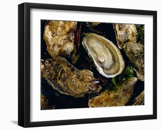 Huitres Fines De Claires (Oysters), Ile De Re, Charente Maritime, France, Europe-J P De Manne-Framed Photographic Print