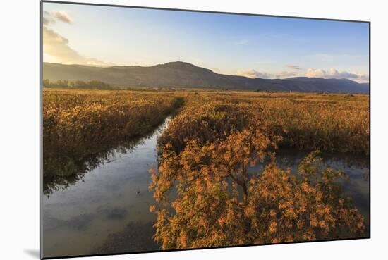 Hula Nature Reserve In Evening Light. Hula Valley. Israel-Oscar Dominguez-Mounted Photographic Print