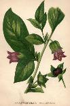 Deadly Nightshade-Hulton Archive-Photographic Print