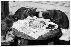 Cats' Celebratory Feast-Hulton Deutsch-Photographic Print