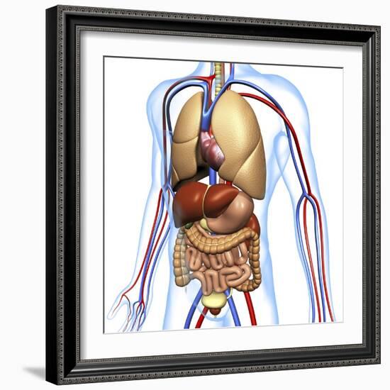 Human Anatomy, Artwork-PASIEKA-Framed Premium Photographic Print