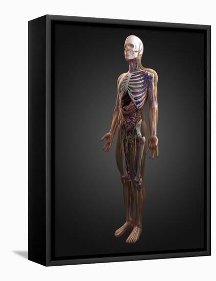 Human Anatomy, Artwork-SCIEPRO-Framed Premier Image Canvas