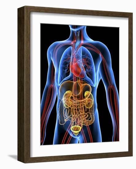 Human Anatomy, Artwork-PASIEKA-Framed Photographic Print