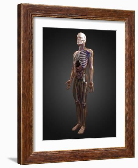 Human Anatomy, Artwork-SCIEPRO-Framed Photographic Print