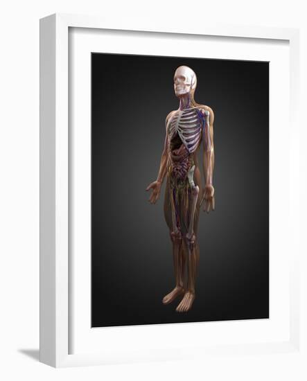 Human Anatomy, Artwork-SCIEPRO-Framed Photographic Print