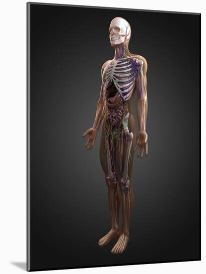 Human Anatomy, Artwork-SCIEPRO-Mounted Photographic Print