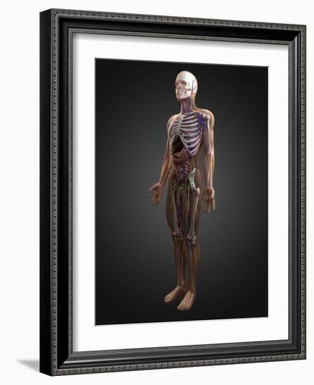 Human Anatomy, Artwork-SCIEPRO-Framed Photographic Print