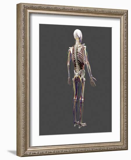 Human Anatomy, Artwork-SCIEPRO-Framed Photographic Print
