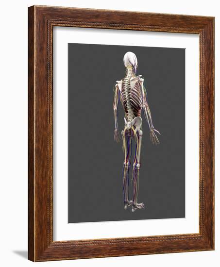 Human Anatomy, Artwork-SCIEPRO-Framed Photographic Print