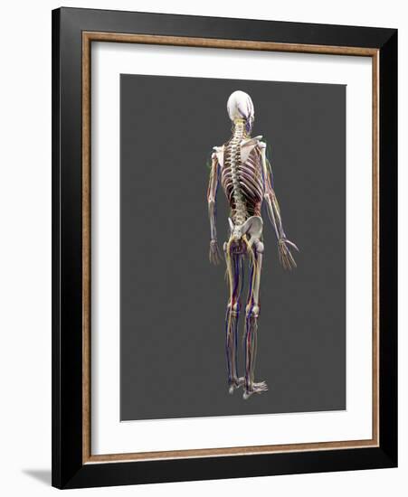 Human Anatomy, Artwork-SCIEPRO-Framed Photographic Print