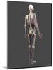 Human Anatomy, Artwork-SCIEPRO-Mounted Photographic Print