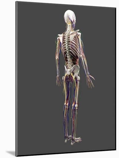 Human Anatomy, Artwork-SCIEPRO-Mounted Photographic Print