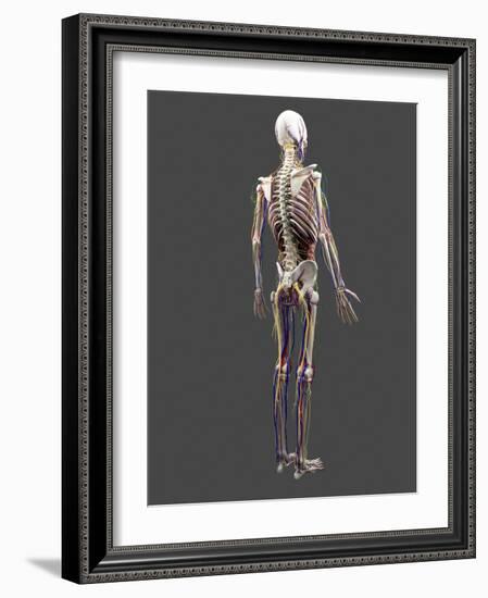 Human Anatomy, Artwork-SCIEPRO-Framed Photographic Print