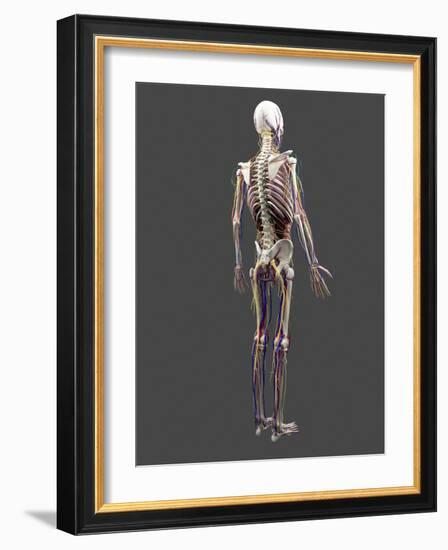 Human Anatomy, Artwork-SCIEPRO-Framed Photographic Print