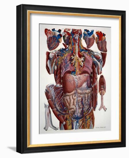 Human Anatomy, Mascagni Illustration, c.1820s-Science Source-Framed Giclee Print