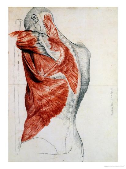 Human Anatomy Muscles Of The Torso And Shoulder Giclee Print Pierre Jean David D Angers Art Com