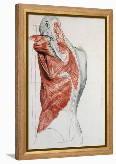 Human Anatomy, Muscles of the Torso and Shoulder-Pierre Jean David d'Angers-Framed Premier Image Canvas