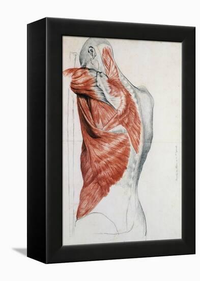 Human Anatomy, Muscles of the Torso and Shoulder-Pierre Jean David d'Angers-Framed Premier Image Canvas