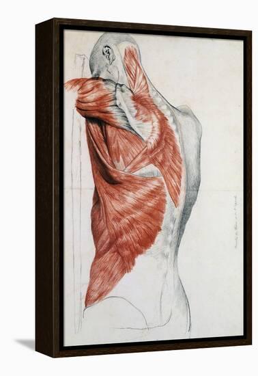 Human Anatomy, Muscles of the Torso and Shoulder-Pierre Jean David d'Angers-Framed Premier Image Canvas