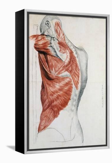 Human Anatomy, Muscles of the Torso and Shoulder-Pierre Jean David d'Angers-Framed Premier Image Canvas