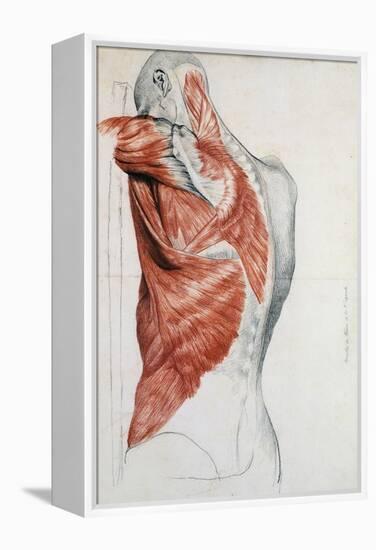 Human Anatomy, Muscles of the Torso and Shoulder-Pierre Jean David d'Angers-Framed Premier Image Canvas