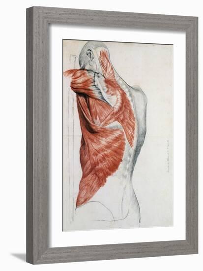 Human Anatomy, Muscles of the Torso and Shoulder-Pierre Jean David d'Angers-Framed Giclee Print