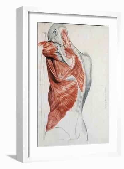 Human Anatomy, Muscles of the Torso and Shoulder-Pierre Jean David d'Angers-Framed Giclee Print