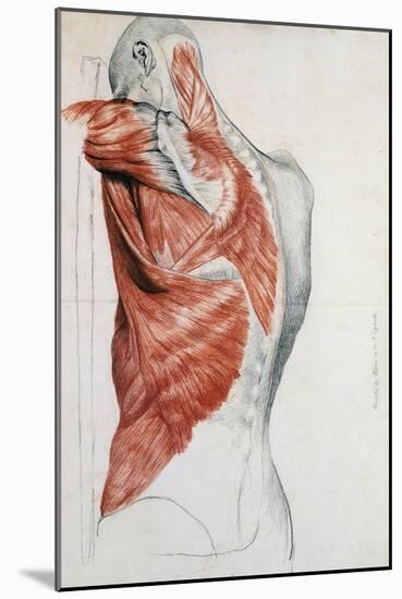 Human Anatomy, Muscles of the Torso and Shoulder-Pierre Jean David d'Angers-Mounted Giclee Print