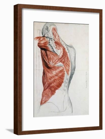 Human Anatomy, Muscles of the Torso and Shoulder-Pierre Jean David d'Angers-Framed Giclee Print