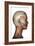 Human Anatomy of Female Facial Muscles, Profile View-null-Framed Art Print