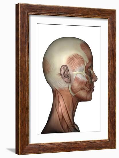 Human Anatomy of Female Facial Muscles, Profile View-null-Framed Art Print