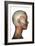 Human Anatomy of Female Facial Muscles, Profile View-null-Framed Art Print