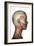 Human Anatomy of Female Facial Muscles, Profile View-null-Framed Art Print