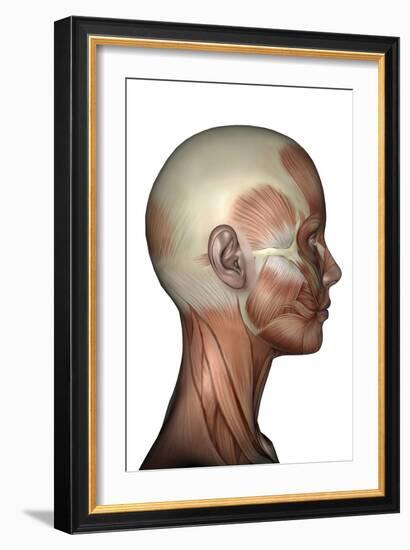 Human Anatomy of Female Facial Muscles, Profile View-null-Framed Art Print