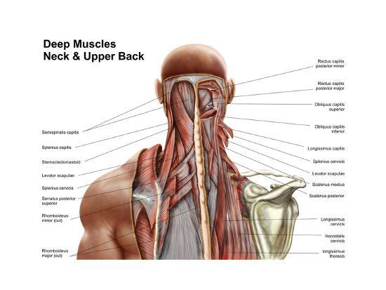 Human Anatomy Showing Deep Muscles in the Neck and Upper Back Art Print