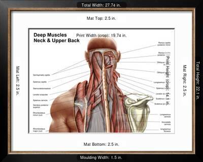 Human Anatomy Showing Deep Muscles In The Neck And Upper Back Art Print Art Com