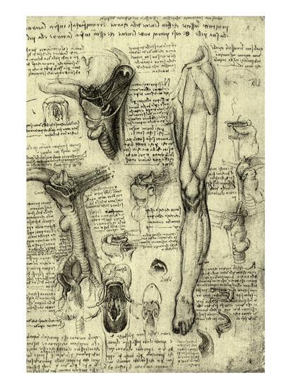 leonardo da vinci drawings of anatomy