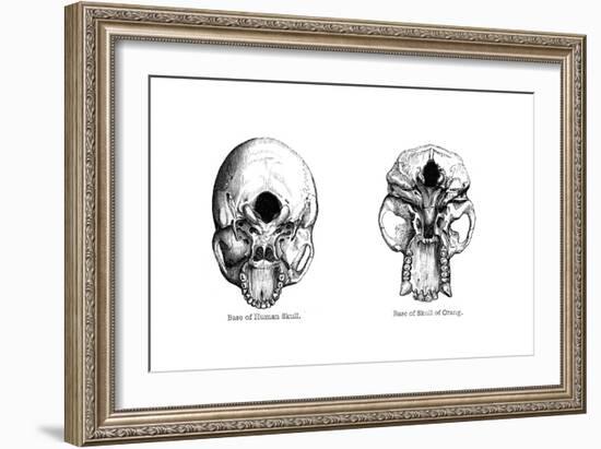 Human and Orang-Utan Skulls, 1848-null-Framed Giclee Print