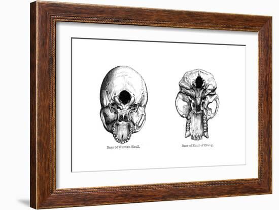 Human and Orang-Utan Skulls, 1848-null-Framed Giclee Print