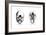 Human and Orang-Utan Skulls, 1848-null-Framed Giclee Print