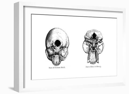 Human and Orang-Utan Skulls, 1848-null-Framed Giclee Print