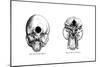 Human and Orang-Utan Skulls, 1848-null-Mounted Giclee Print