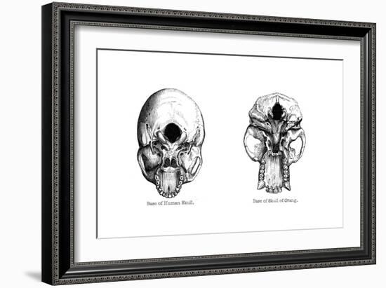 Human and Orang-Utan Skulls, 1848-null-Framed Giclee Print