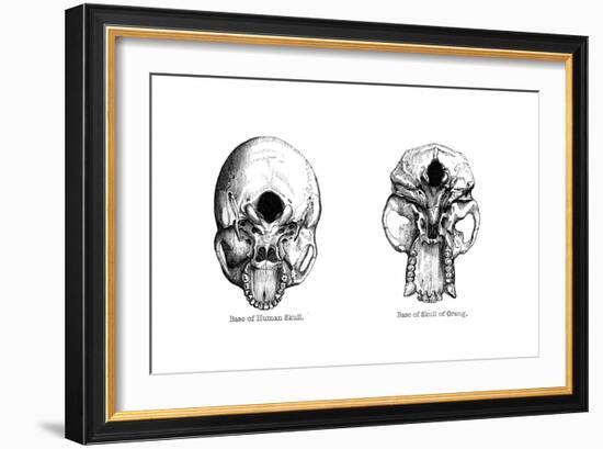 Human and Orang-Utan Skulls, 1848-null-Framed Giclee Print